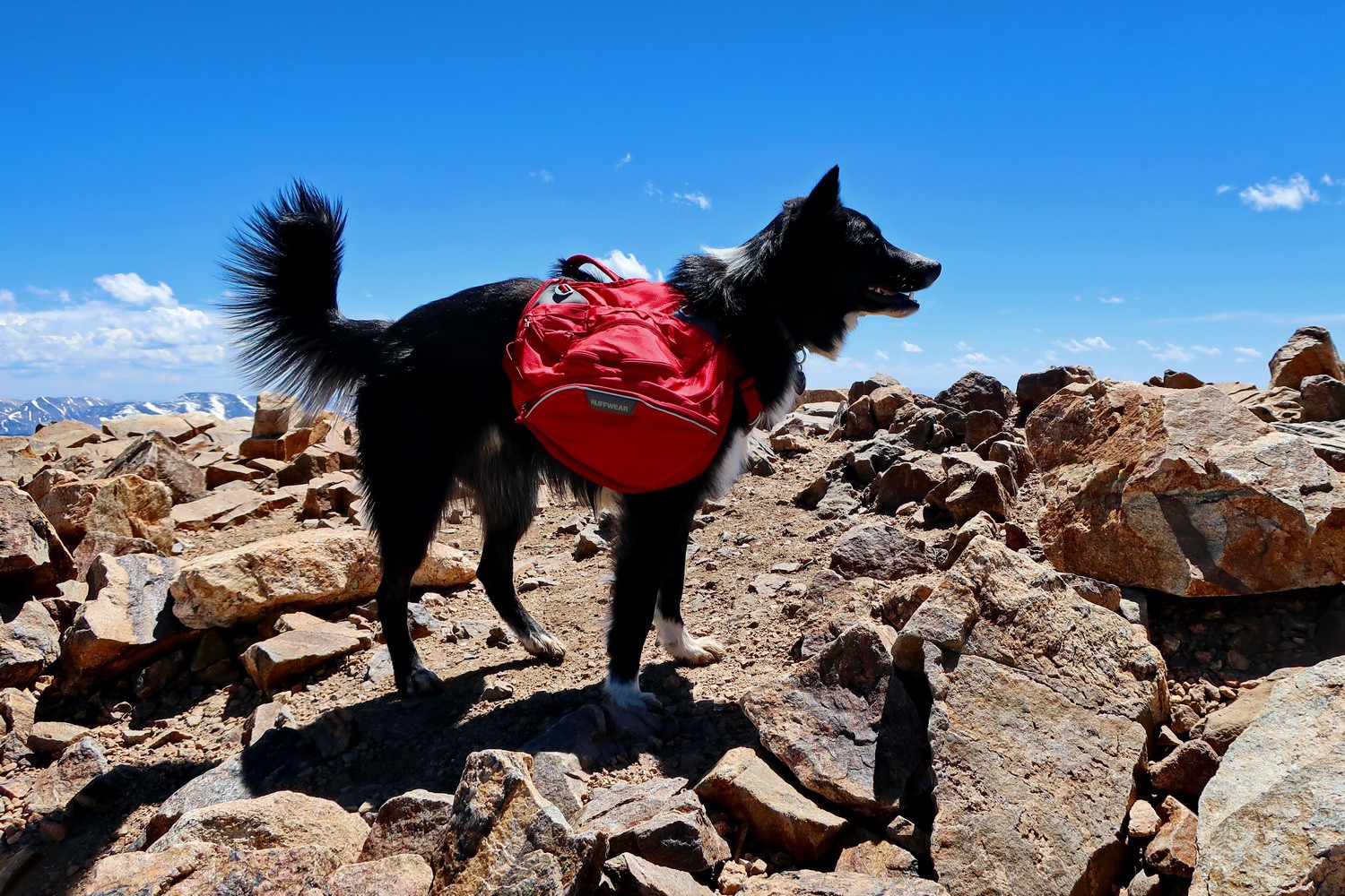 Dog on the summit of Mount Elbert which is with 4401 meters sea-level the highest point of the Rocky Mountains